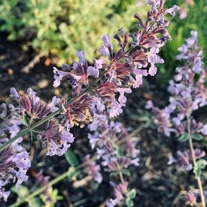 Meet your Posher, Tay